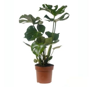 MONSTERA DELICIOSA L19 CM MONSTERA DELICIOSA L19 CM