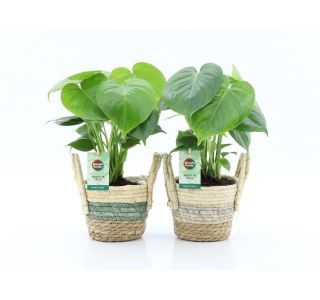 DELICIOSA V OKRAS. LON. NOAH STRIPE L14 CM
