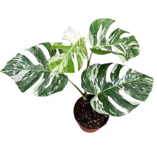 DELICIOSA VARIEGATA L17 CM