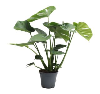 MONSTERA TAUERRII L17 CM