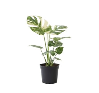 MONSTERA THAI CONSTELLATION (PISANA) L17 CM