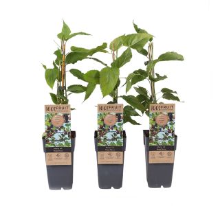 MURVA MORUS MOJO BERRY L2 L