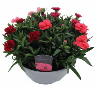 NAGELJ OSCAR V SKLEDI L21 CM