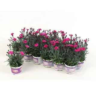 PURPLE WEDDING L9 CM PURPLE WEDDING L9 CM