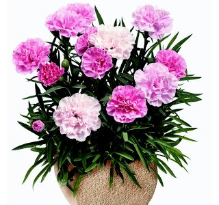 NAGELJ VOLMARY LONČNI NAGELJ SUNNYBEES L12