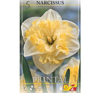 NARCISE FRILEUSE NARCISE FRILEUSE