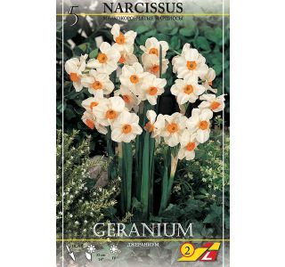 NARCISE GERANIUM NARCISE GERANIUM