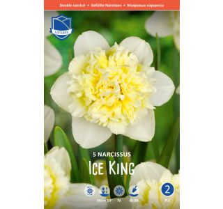 NARCISE ICE KING NARCISE ICE KING