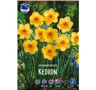 NARCISE KEDRON NARCISE KEDRON