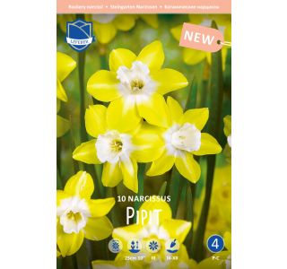 NARCISE PIPIT NARCISE PIPIT