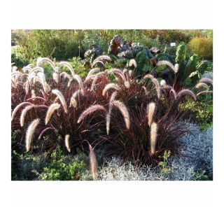 OKRASNA TRAVA VOLMARY PENNISETUM X ADVENA L11