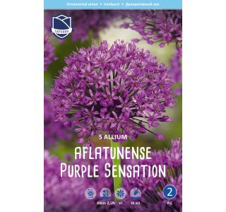 OKRASNI LUK PURPLE SENSATION OKRASNI LUK PURPLE SENSATION