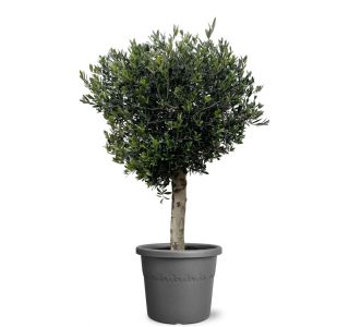 NA DEBLU L50 CM