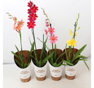 CAMBRIA NELLY ISLER RED 1 ST L12 CM