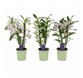 ORHIDEJA DENDROBIUM NOBILE 2ST POT 12 CM ORHIDEJA DENDROBIUM NOBILE 2ST POT 12 CM