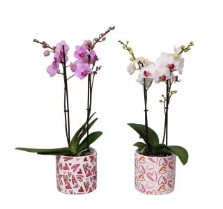 ORHIDEJA FALENOPSIS 2 ST V OKRAS. LON JULIA L12 CM