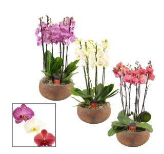 FALENOPSIS 6 STEBEL YARA SYMPHONY L27 CM FALENOPSIS 6 STEBEL YARA SYMPHONY L27 CM
