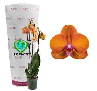 FALENOPSIS BOLOGNA 3ST L12 CM