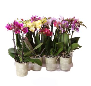 ORHIDEJA FALENOPSIS MIX 2ST MULTIFLORA L 9 CM ORHIDEJA FALENOPSIS MIX 2ST MULTIFLORA L 9 CM