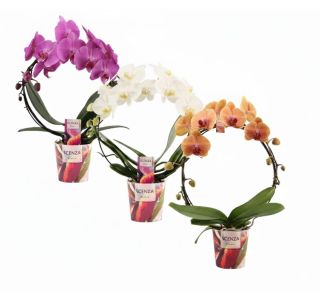 FALENOPSIS NA KROGU  L12 CM