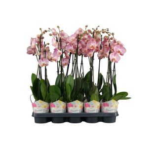 ORHIDEJA FALENOPSIS ROZA 2ST L12 CM