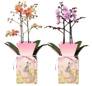 PHALAENOPSIS 2 ST. V OKR. POMLADNEM LONČKU L12 CM PHALAENOPSIS 2 ST. V OKR. POMLADNEM LONČKU L12 CM