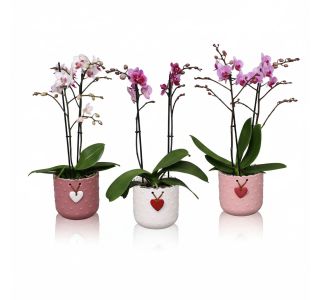 PHALAENOPSIS 2ST RAZV. V OKRAS. LON. MILA L12 CM