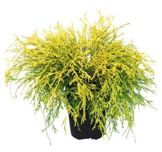 PACIPRESA FILIFERA AUREA L17 CM