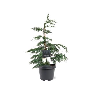 PACIPRESA NOOTK PENDULA L19 CM PACIPRESA NOOTK PENDULA L19 CM