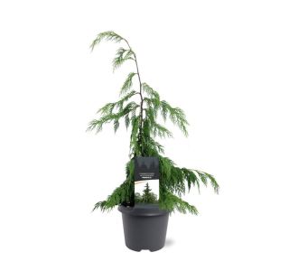 PACIPRESA NOOTK. PENDULA L5L PACIPRESA NOOTK. PENDULA L5L