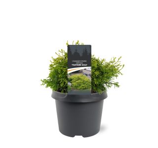 PACIPRESA OBTUSA TSATSUMI GOLD L3 L