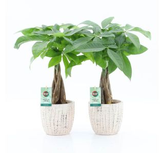 V OKRAS. KER. LON. L13 CM