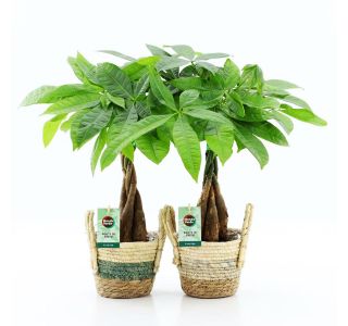 V OKRAS. LON. NOAH L14 CM V OKRAS. LON. NOAH L14 CM