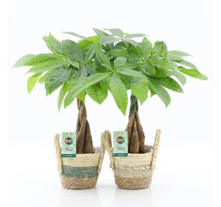 V OKRAS. LON. NOAH L14 CM