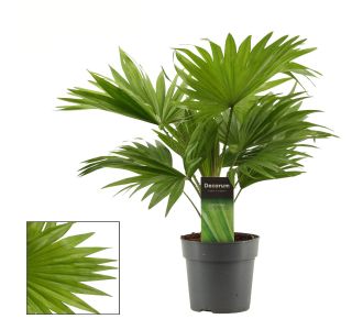 PALMA LIVISTIONIA L12 CM