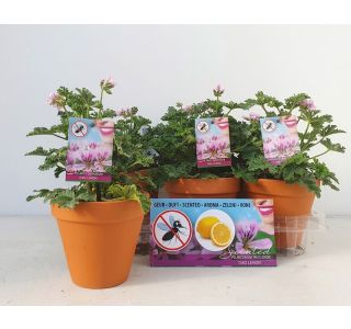 ISKO LEMON (DI&Scaron;EČA) V TERAKOTU LON. L13 CM