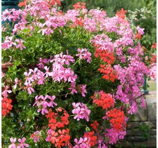 PELARGONIJA PELTATUM L10