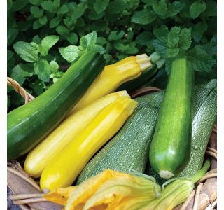 PLODOVKE BUČKE 4 KOS