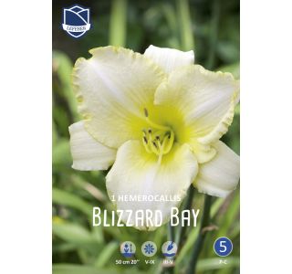 POLETI CVETOČA ČEBULICA LEFEBER HEMEROCALIS BLIZZARD BAY 1KOS