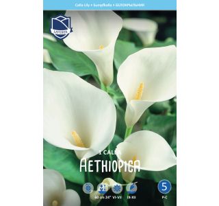 POLETI CVETOČA ČEBULICA LEFEBER KALA BELA 1KOS