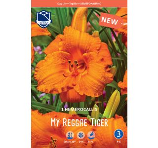 POLETI CVETOČA ČEBULICA LEFEBER L HEMEROCALIS MY REGGAE TIGER 1KOS