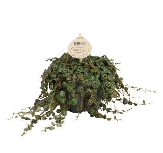 PEPEROMIA PROSTRATA L12 CM