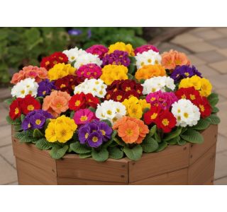 PRIMULA CAIRO MIX L10.5CM