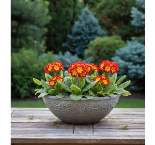 PRIMULA FLAMED L13 CM