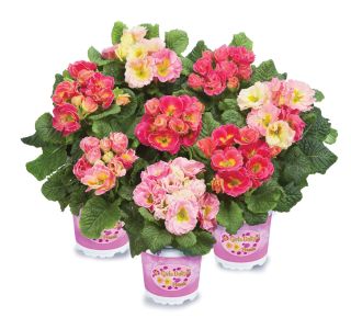 PRIMULA VOLMARY VULGARIS GIRL'S DELIGHT L11
