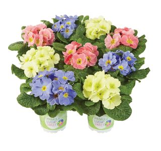 VULGARIS LUCIA SWEET L10.5 VULGARIS LUCIA SWEET L10.5