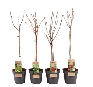 RIBEZ NA DEBLU L21 CM