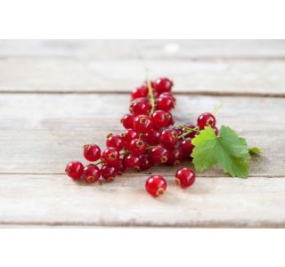 RIBEZ VOLMARY RDEČI SUMMER PEARLS RED L19 RIBEZ VOLMARY RDEČI SUMMER PEARLS RED L19
