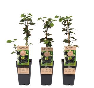 ROBIDA BLACK SATIN L2 L