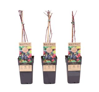 ROBIDA LITTLE BLACK PRINCE L2 L